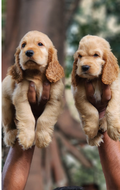 Buy Male Cocker Spaniel Puppy from Ahmedabad